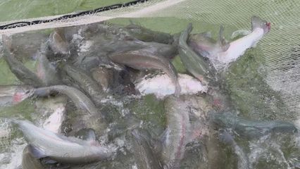 打“特色牌”，做“水文章” 魚蝦滿塘皆是景的水產養殖新圖景