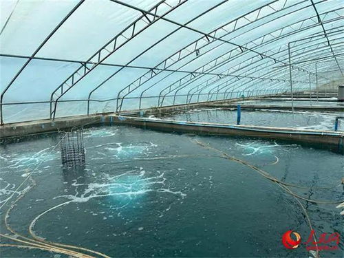 沙漠與鹽堿地崛起海鮮工廠，海水魚安家新大陸