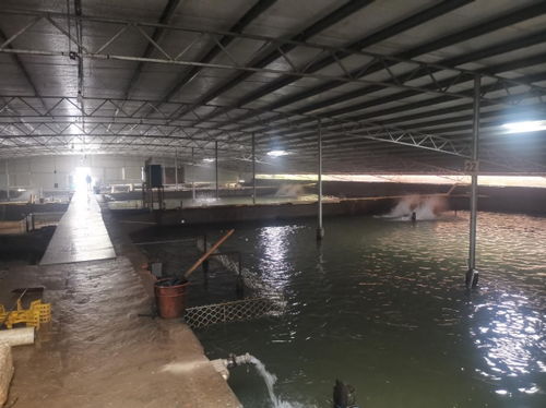 走近暖通工程 福建三明鰻魚養殖水產養殖供暖項目探訪記